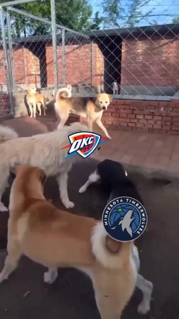 太有活了！美媒惡搞：狗王雷霆嚇退掘金灰熊，把森林狼按地上